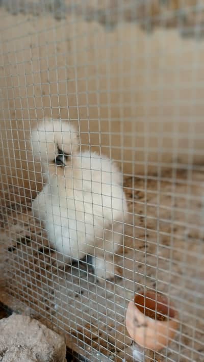 silkies