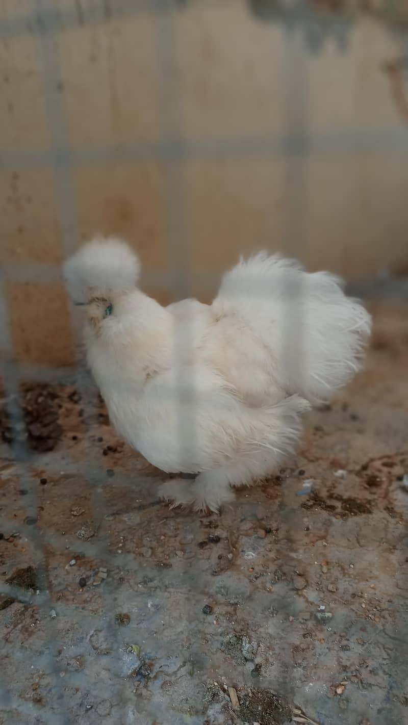 silkies 1