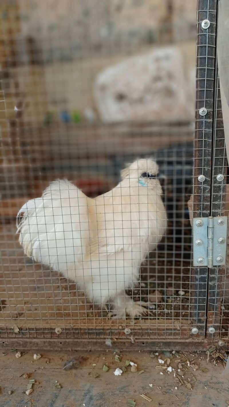 silkies 2