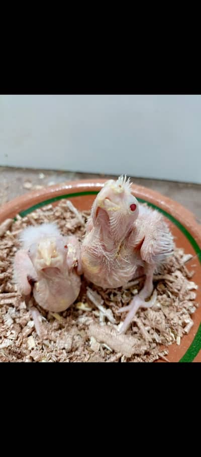 cocktails chicks available for hand tame purpose