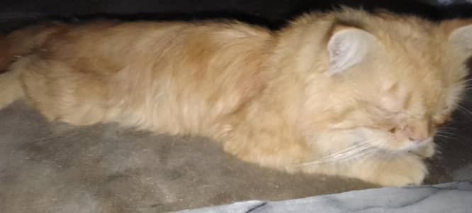 Persian Male Cat for Sale