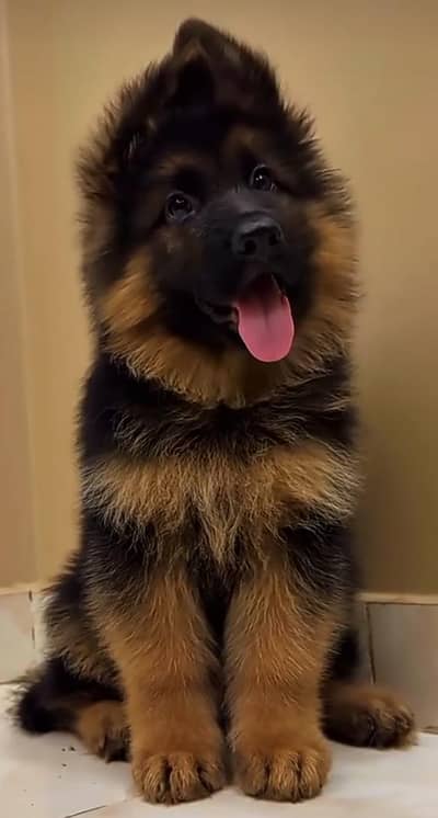 German shepherd puppies for sale healthy 0326=65=49=136