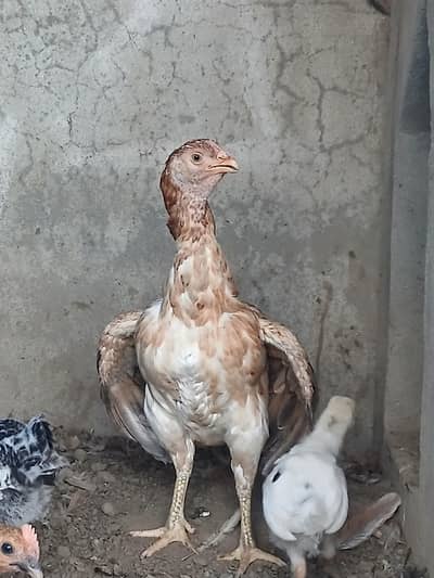 Top Quality Pure Aseel female For Sale - Healthy & Active