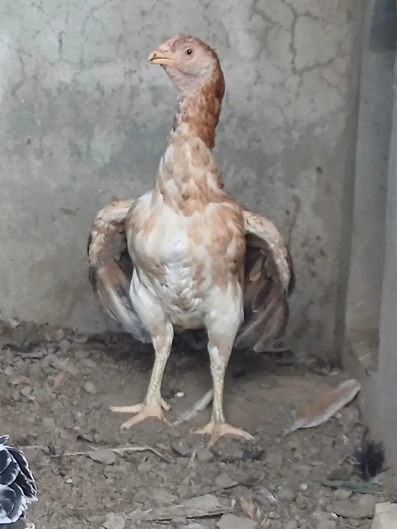 Top Quality Pure Aseel female For Sale - Healthy & Active — photo 2