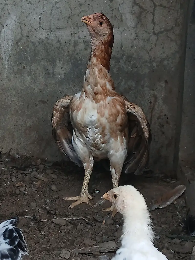 Top Quality Pure Aseel female For Sale - Healthy & Active — photo 3