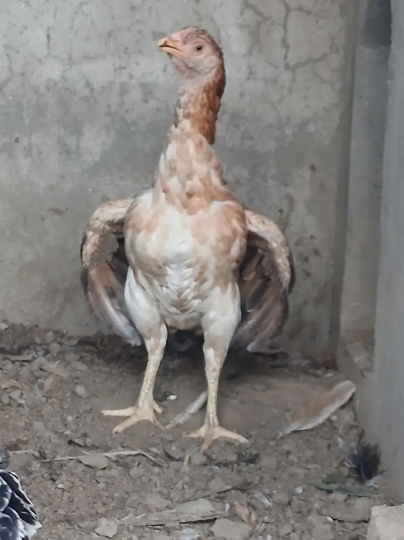 Top Quality Pure Aseel female For Sale - Healthy & Active — photo 4