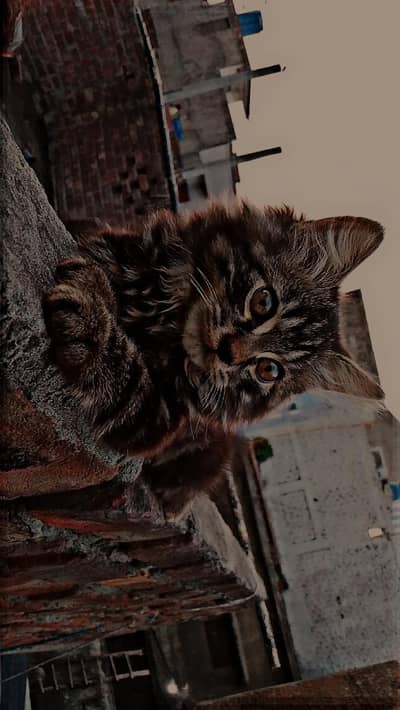 Long coated Tri-colour female  Kitten Healthy active and  Vaccinated