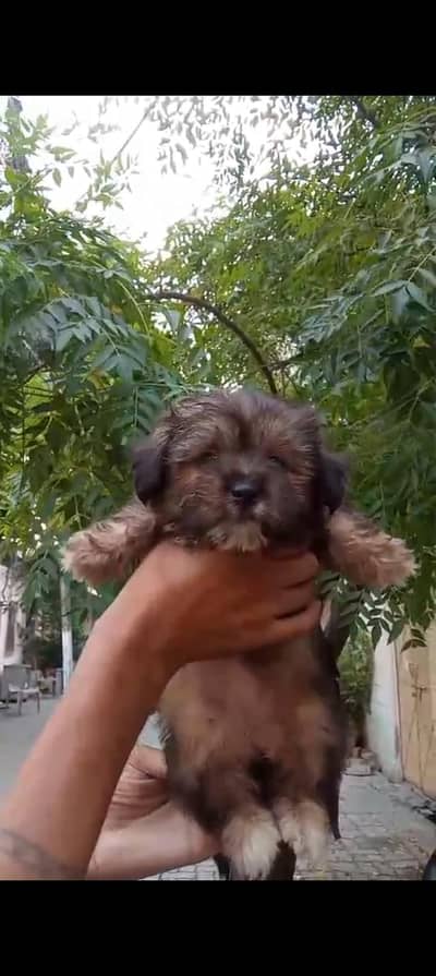 shitzu female puppy for sale