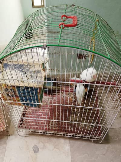 2white lovebird ka pair hai or aik single male hai