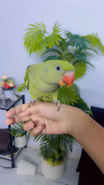 Raw pahari