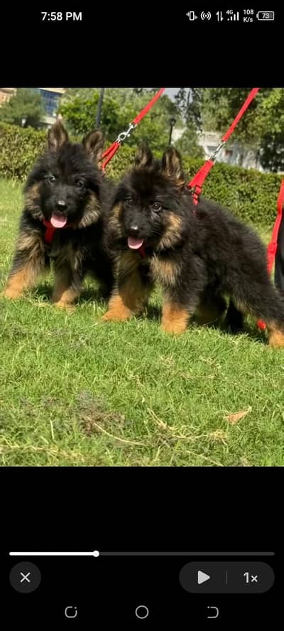 German shepherd puppies for sale healthy 0326=65=49=136