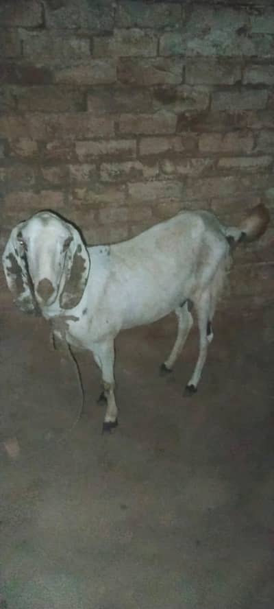 tatti bakri for sale. 1.5 month goban hai dudh bi dati hai