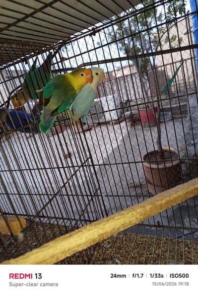 4 cnfrm breeder pair of love birds available