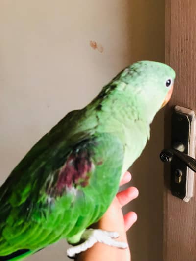 Raw parrot chick