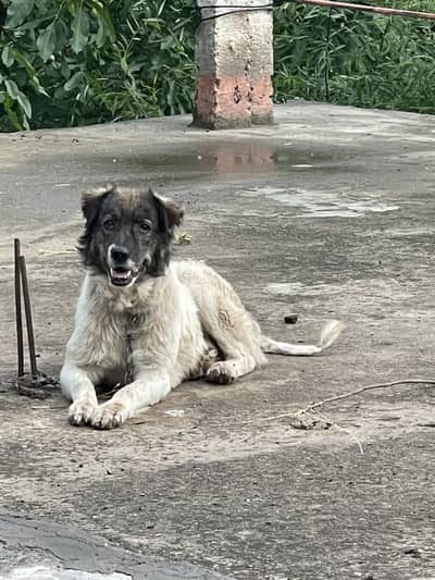 Bakrwali dogs 1 saya