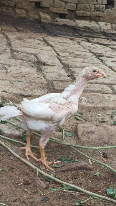 Shamo aseel chicks