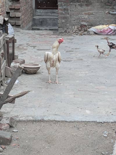 PURE HEERA PATHA