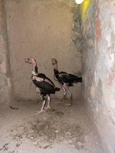 Aseel lasani pair for sale