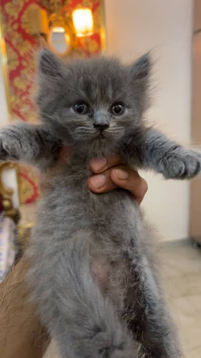 4 beautiful triple coated kittens