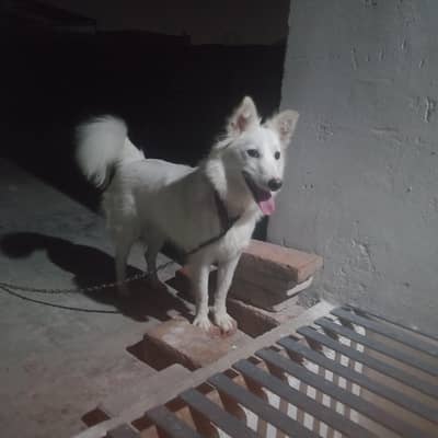 dog for sale
