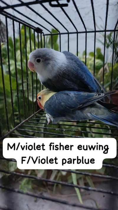 Green, blue, Parblue euwing fishers split Pale fellow+ cages boxes