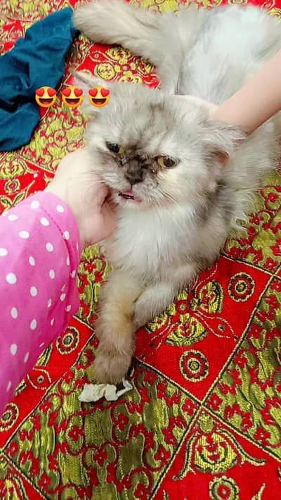 Persian cat and kittens sale