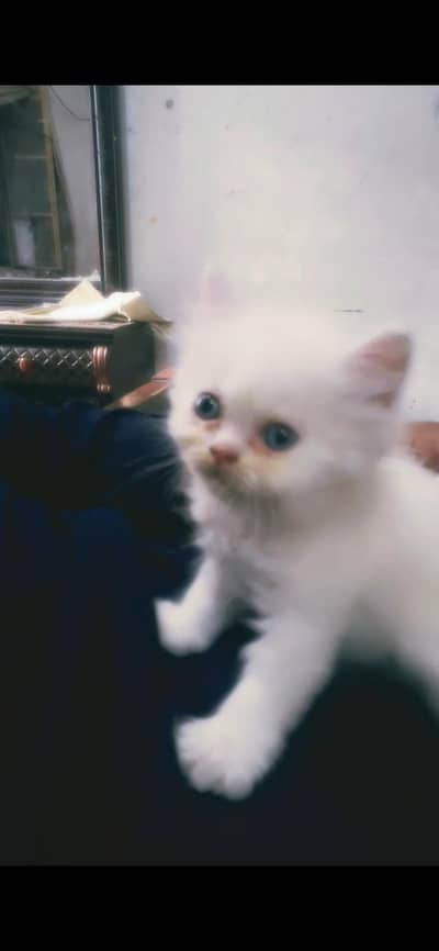 Sami puch face kitten for sale