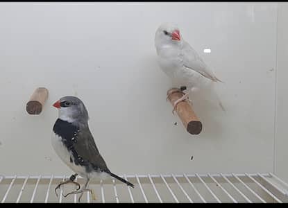 Diamond Firetail Red Tail Finch