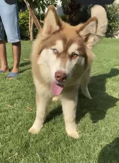 show quality pedigreed husky