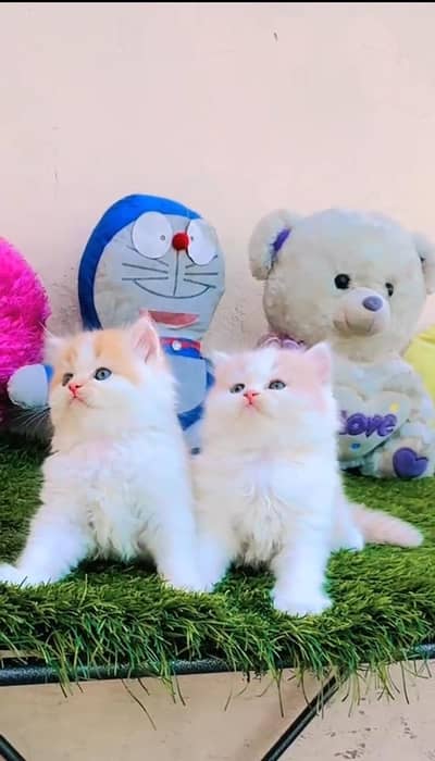 persian cat for sale MywatsapppNumber0341-15-94-140