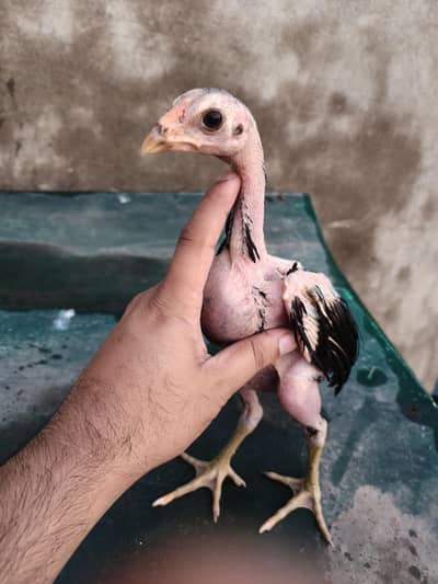 Thai pokoya chicks available
