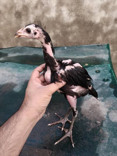Thai pokoya chicks available
