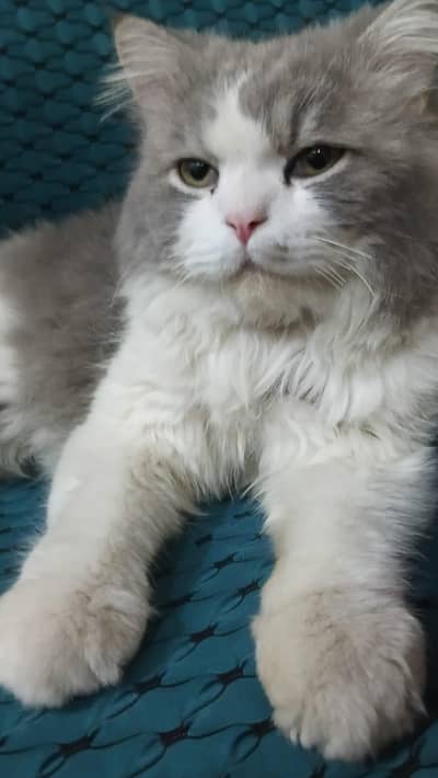 punch face triple coat persian male cat
