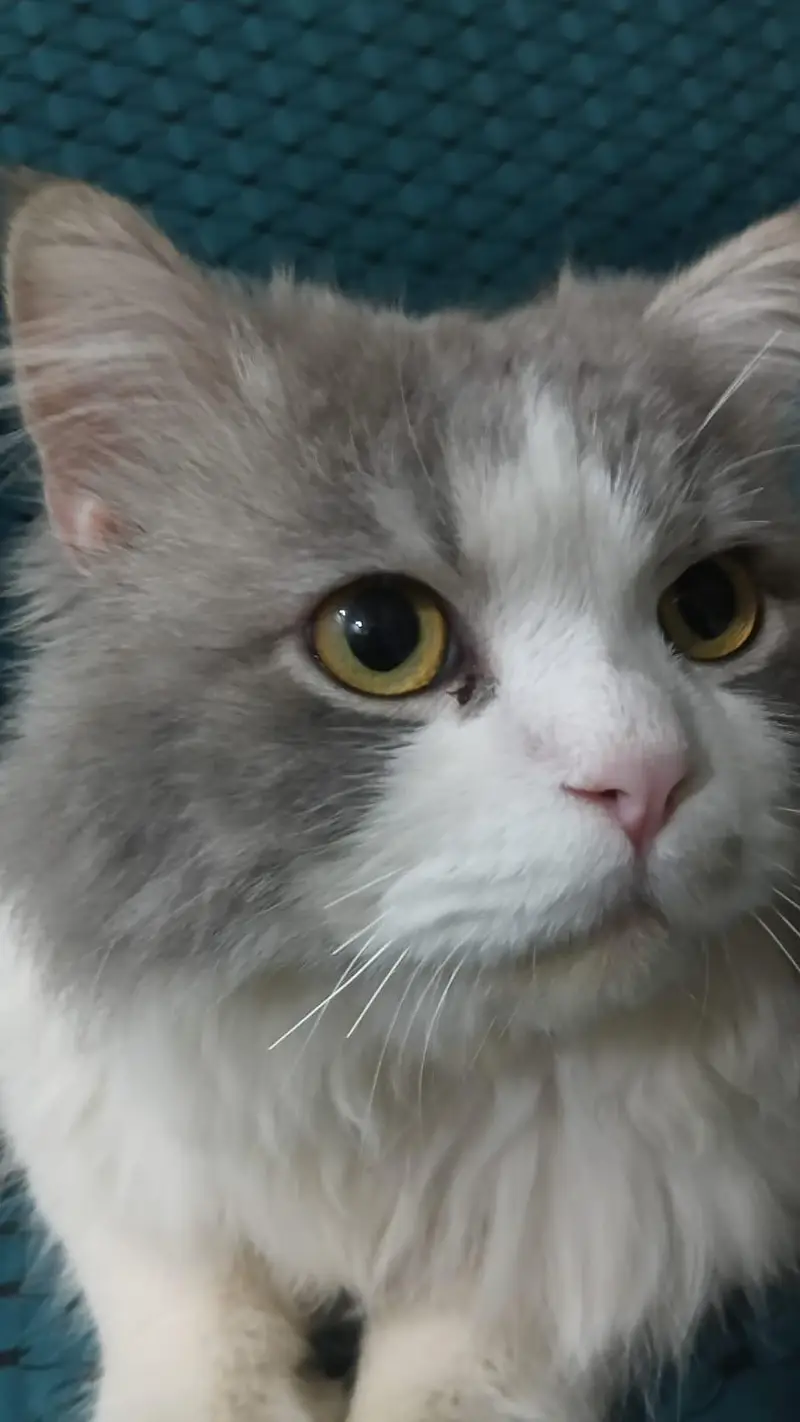 punch face triple coat persian male cat — photo 2