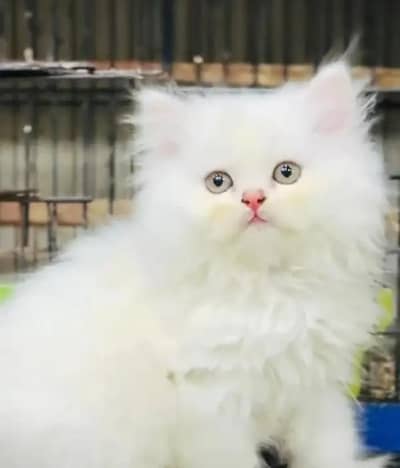 (Persian female kitten) (for sale all) (Pakistan delivery available)