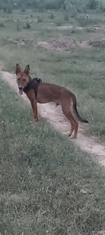 alsheshan dog four sel