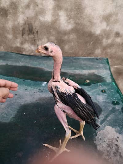 Thai pokoya chicks available