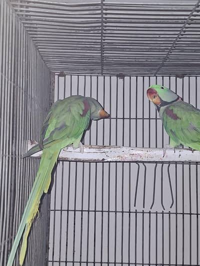 Alexandrine parakeet