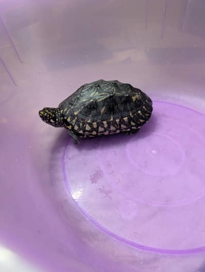 Yellow Spotted Turtle for sale