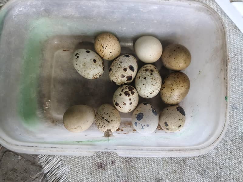 Bateer Eggs/Quail eggs 5