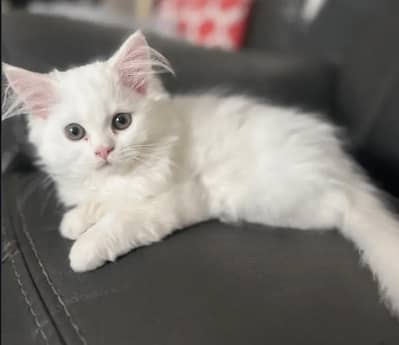 persian cat full active