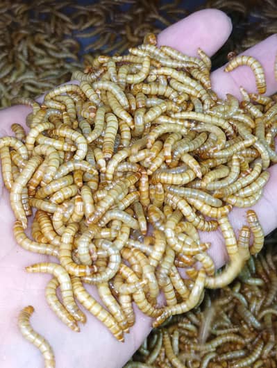 Premium Quality Live and Dried Mealworms