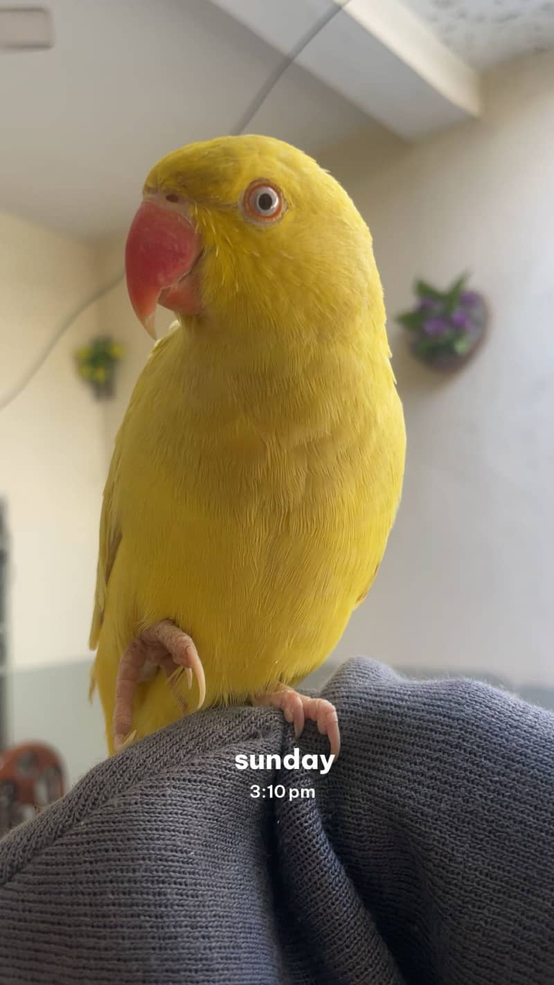 Yellow 0