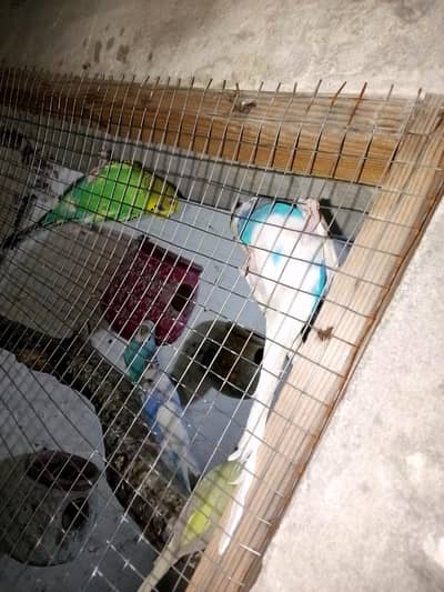 Australia bird Ghar ke pair