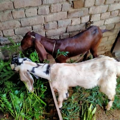 beetal goats for sale