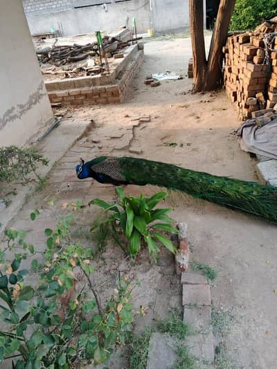 Beautiful Healthy Male Peacock / Mor for Sale