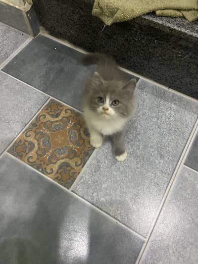 persian kittens available