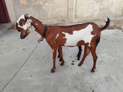 nagra betal bakri . 2month cross