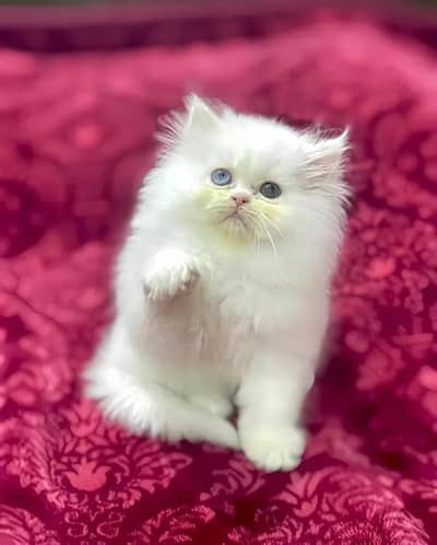 (Persian female kitten) (for sale all) (Pakistan delivery available)