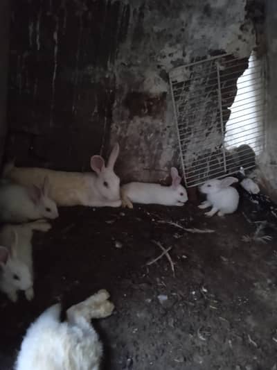 red eye rabbits with bunnies